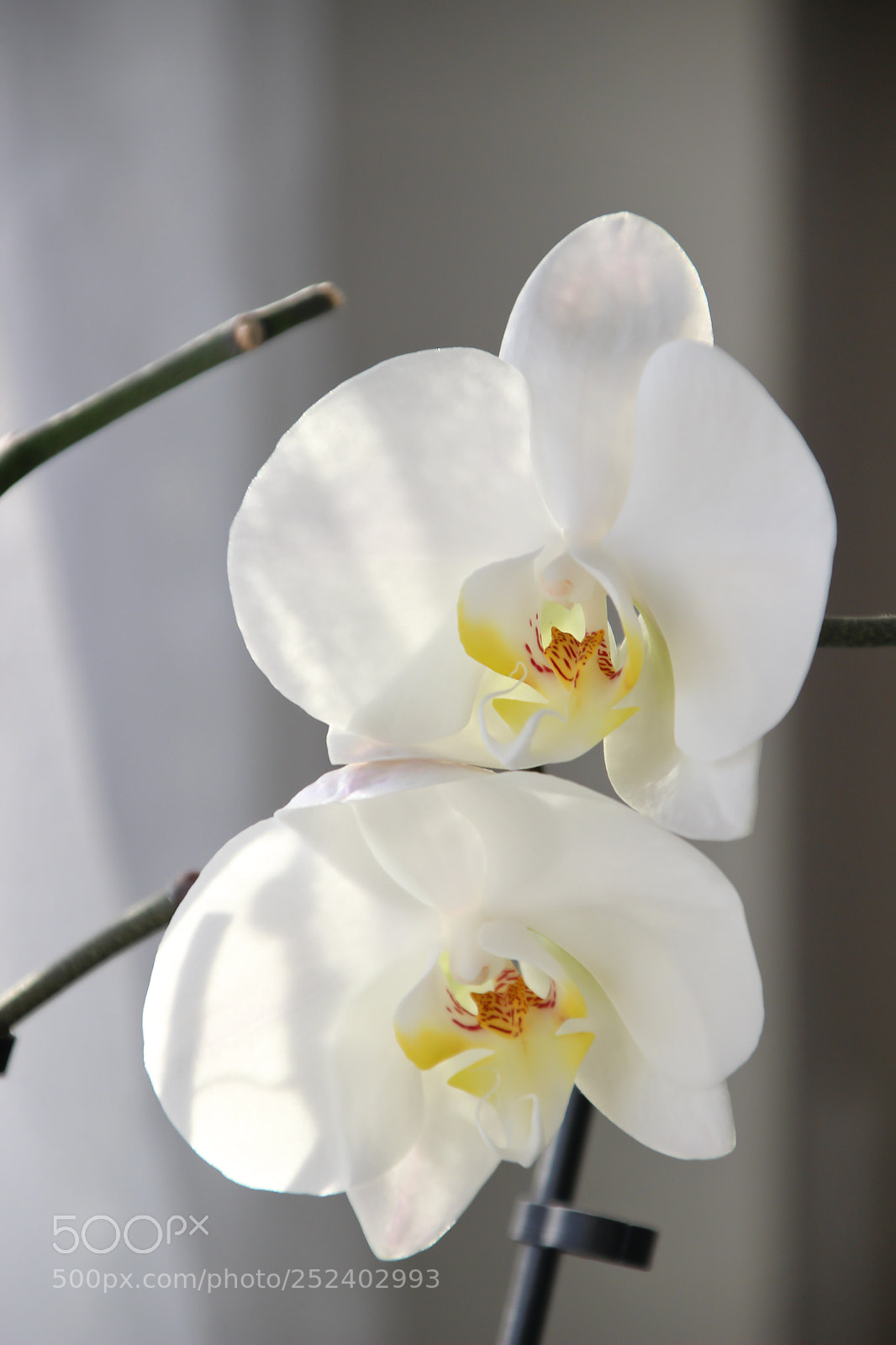 Canon EOS 600D (Rebel EOS T3i / EOS Kiss X5) sample photo. White orchid photography