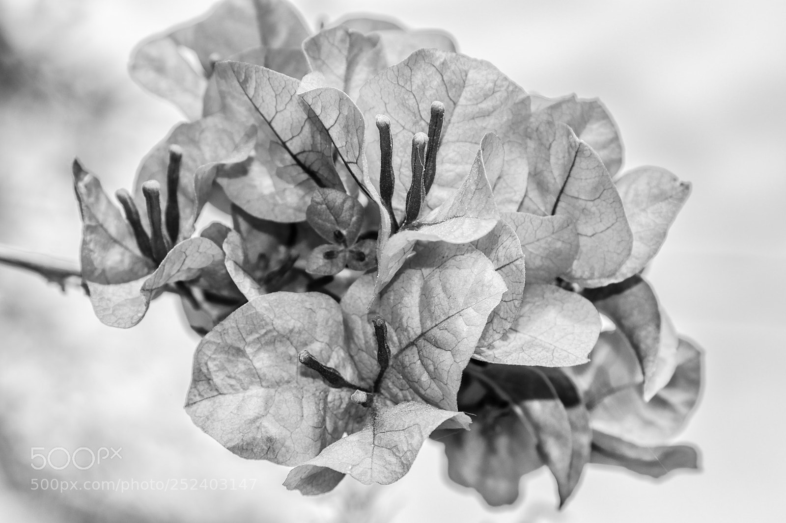 Canon EOS 80D sample photo. Origami photography