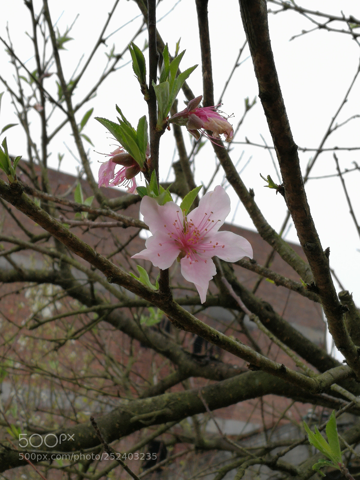 HUAWEI Mate 9 sample photo. Untitled photography