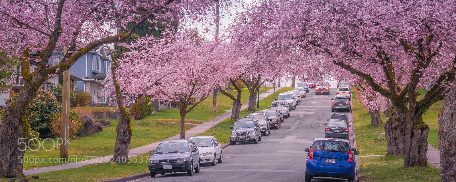 Sony Cyber-shot DSC-RX10 III sample photo. Cherry blossoming on the photography