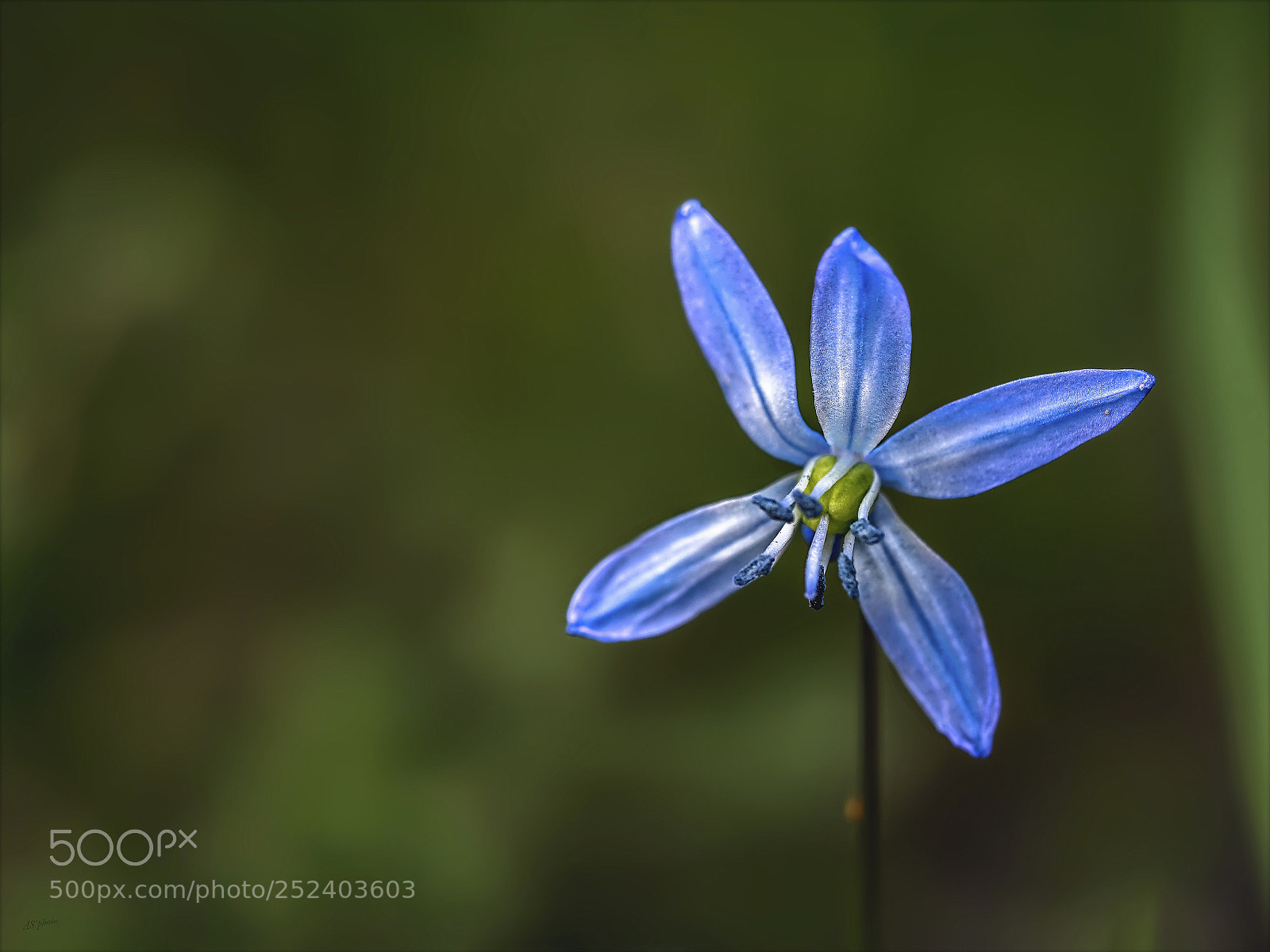 Olympus OM-D E-M1 Mark II sample photo. Siberian bluestar photography
