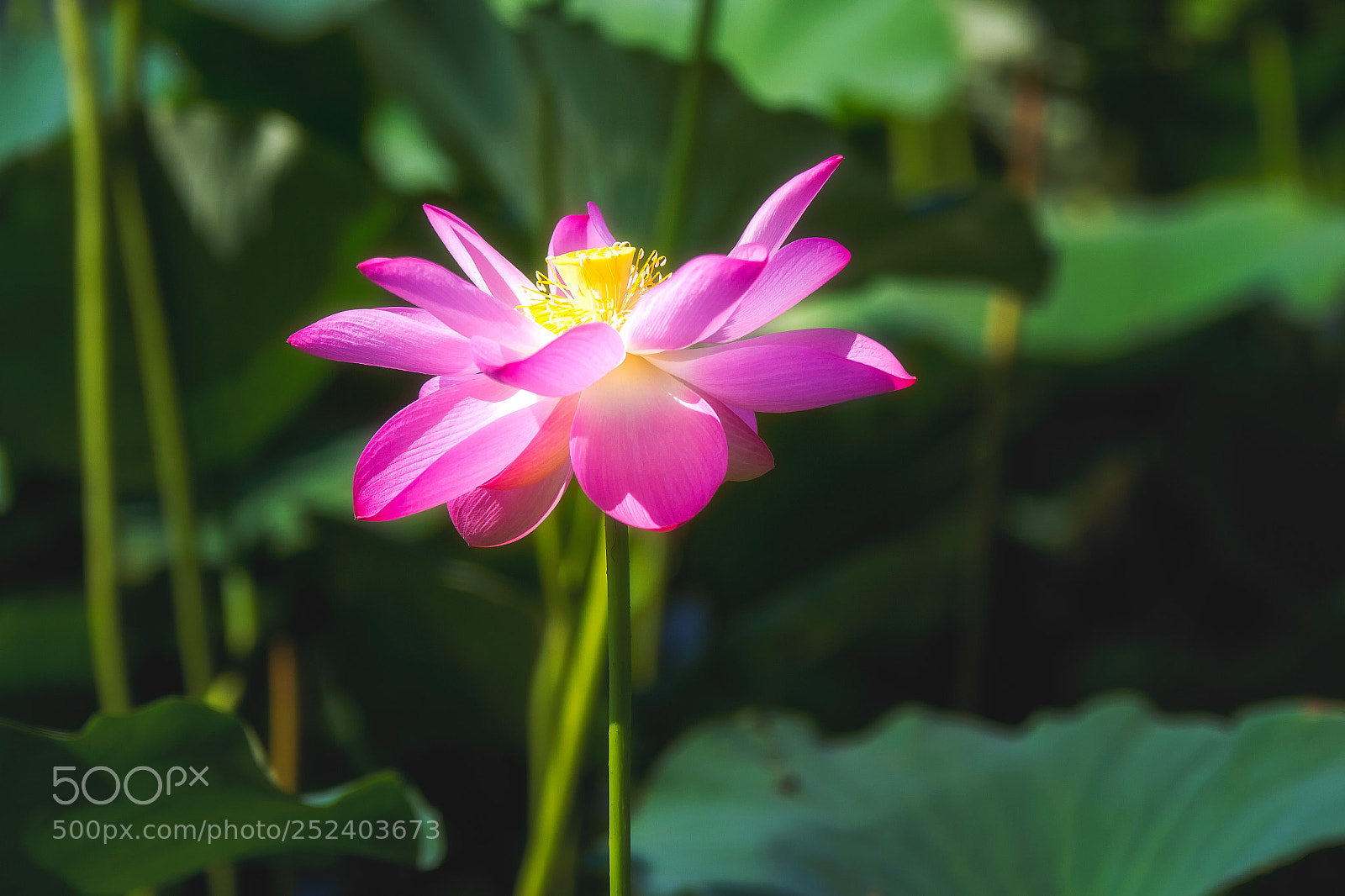 Canon EOS 7D sample photo. @白洋淀 photography