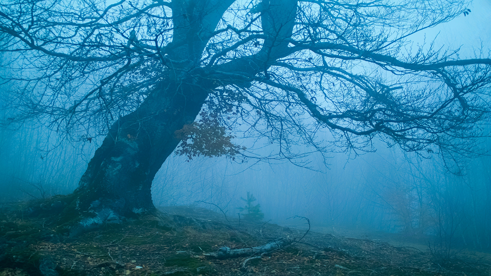 Sigma SD15 sample photo. Mountain forest photography