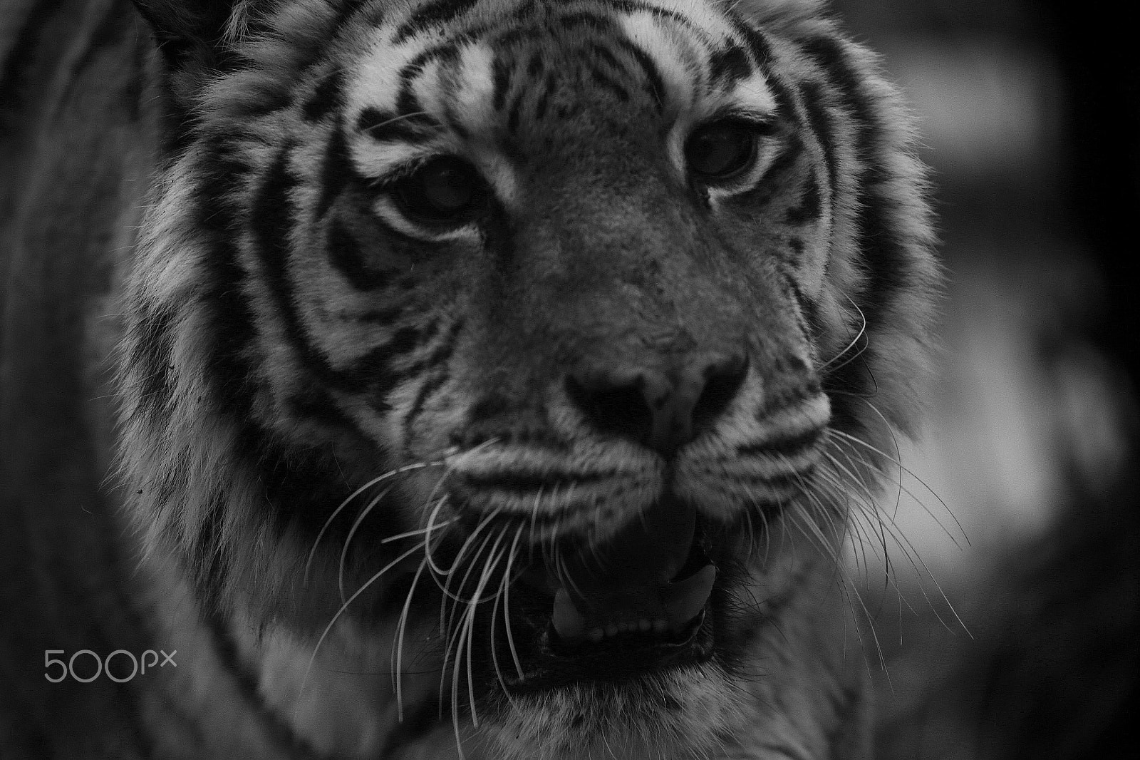 Canon EOS-1D X sample photo. Just a kiss... photography