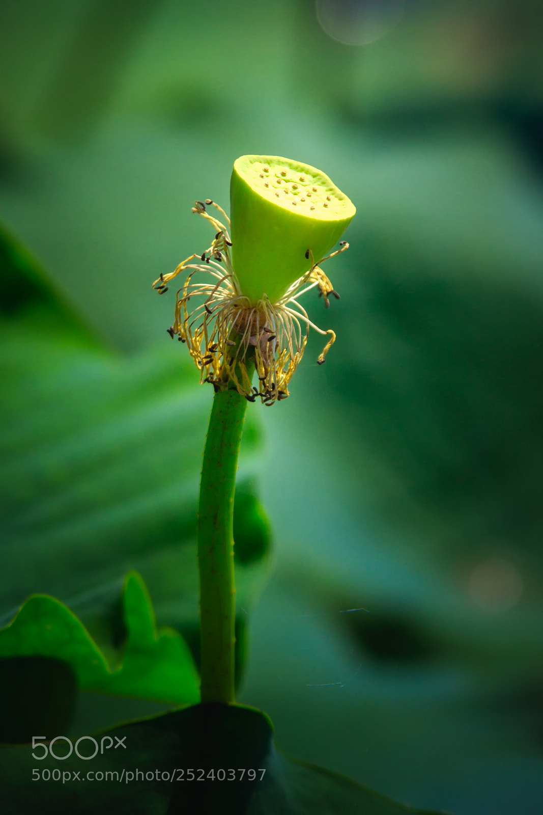 Canon EOS 7D sample photo. @白洋淀 photography