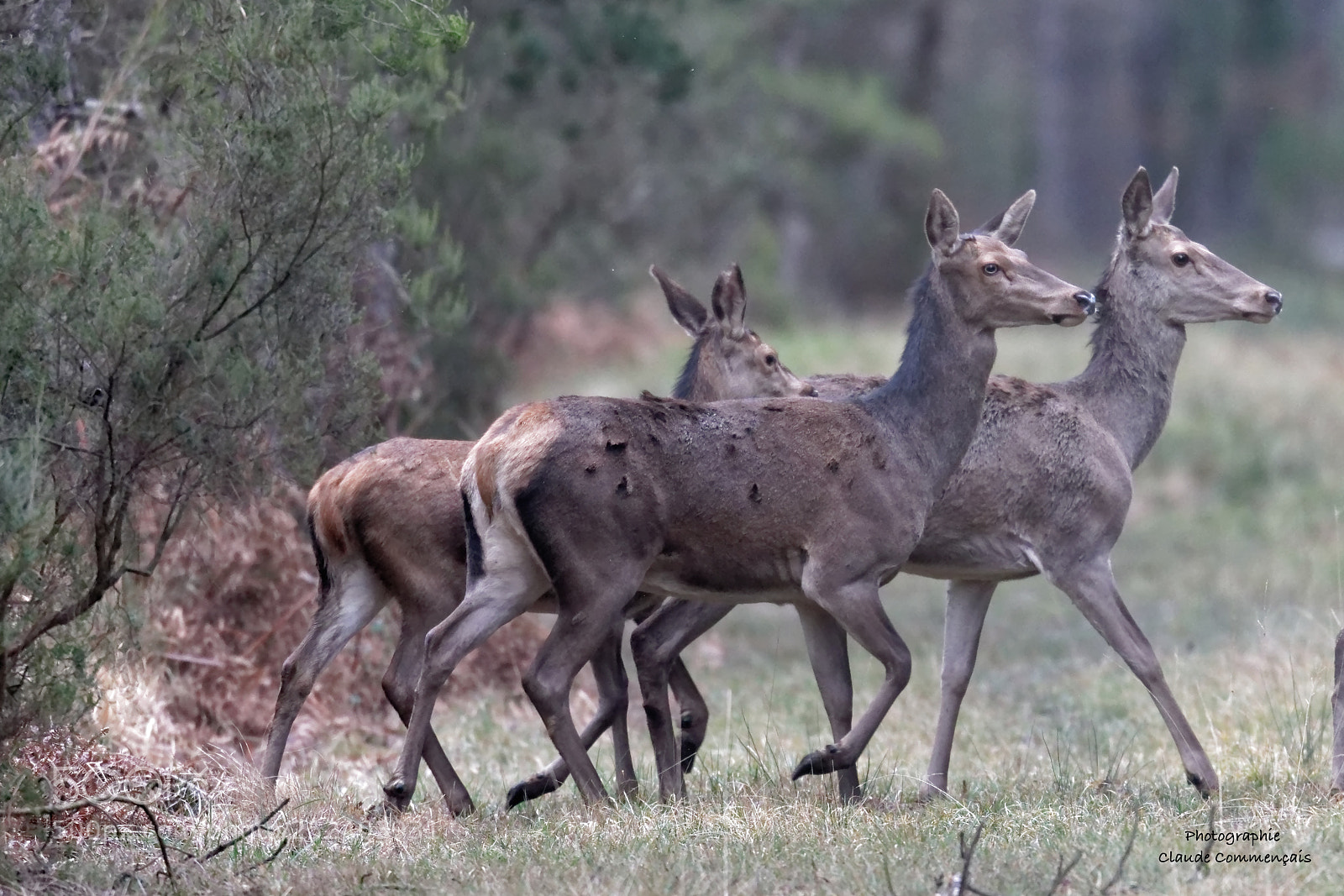 Canon EOS 7D Mark II sample photo. Biche elaphe photography