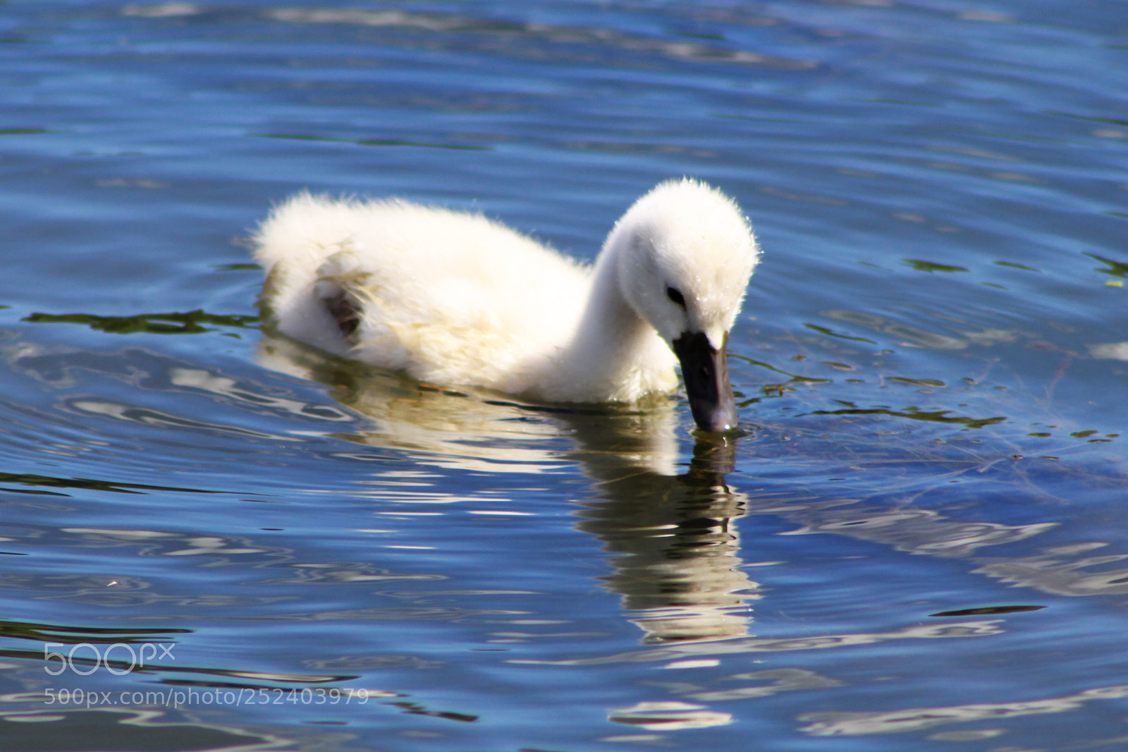 Canon EOS 50D sample photo. Mirrored cygnet photography