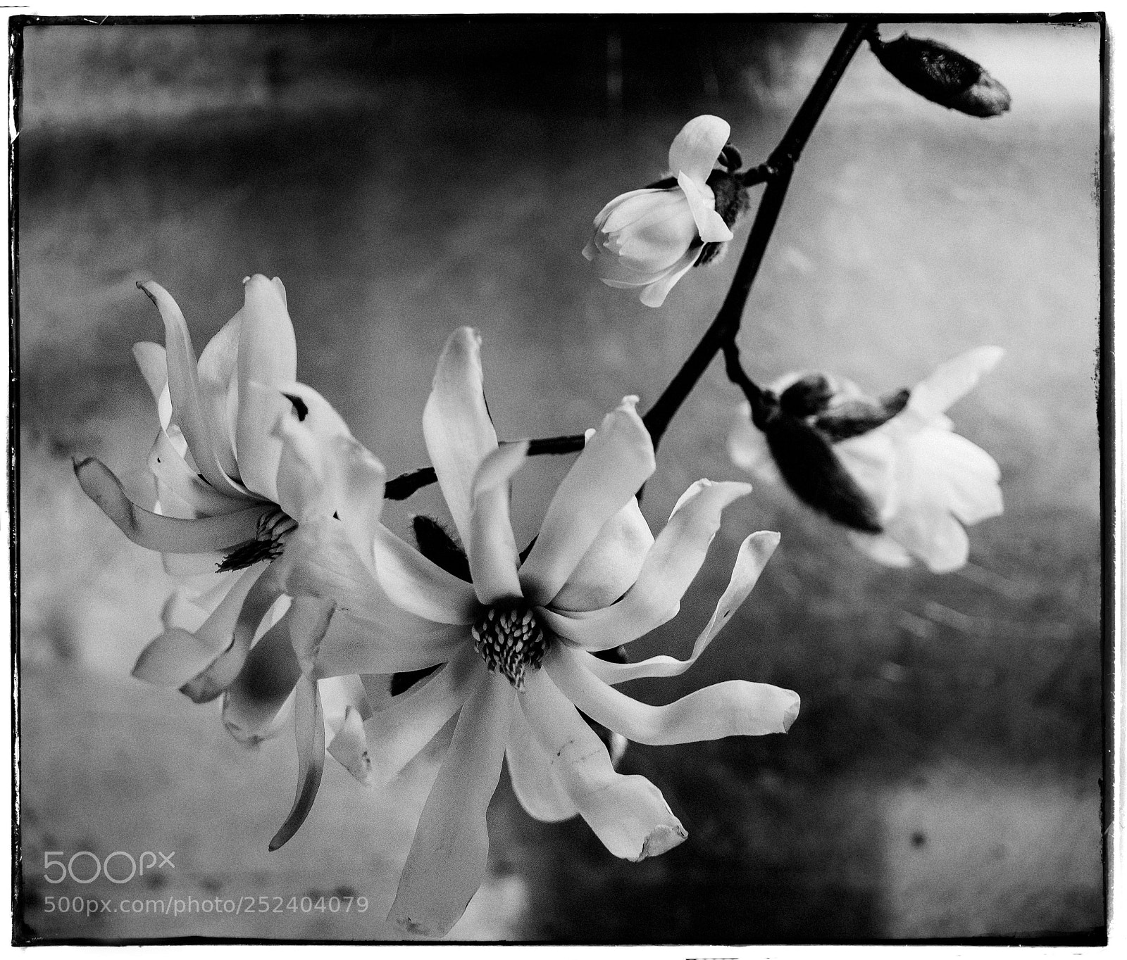 Sony a7 sample photo. Magnolia stellata photography