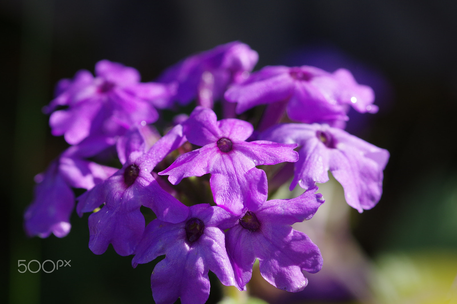 Pentax smc D-FA 100mm F2.8 Macro WR sample photo. Little purple flowers photography