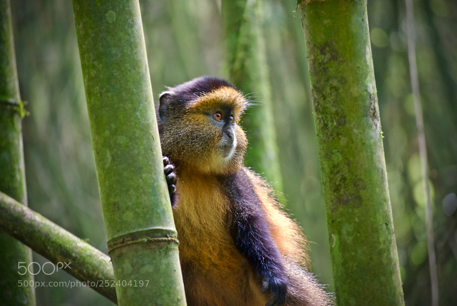 Nikon D60 sample photo. Introspective monkey photography