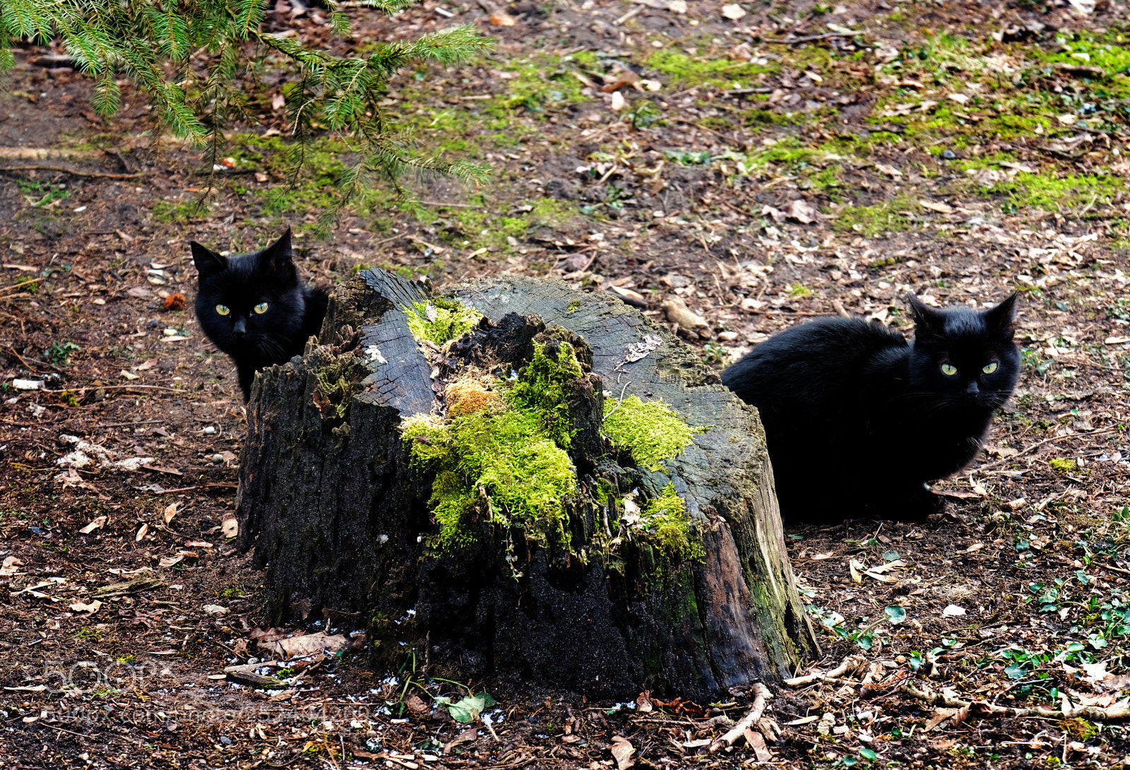Fujifilm X-T20 sample photo. Black cat brothers photography