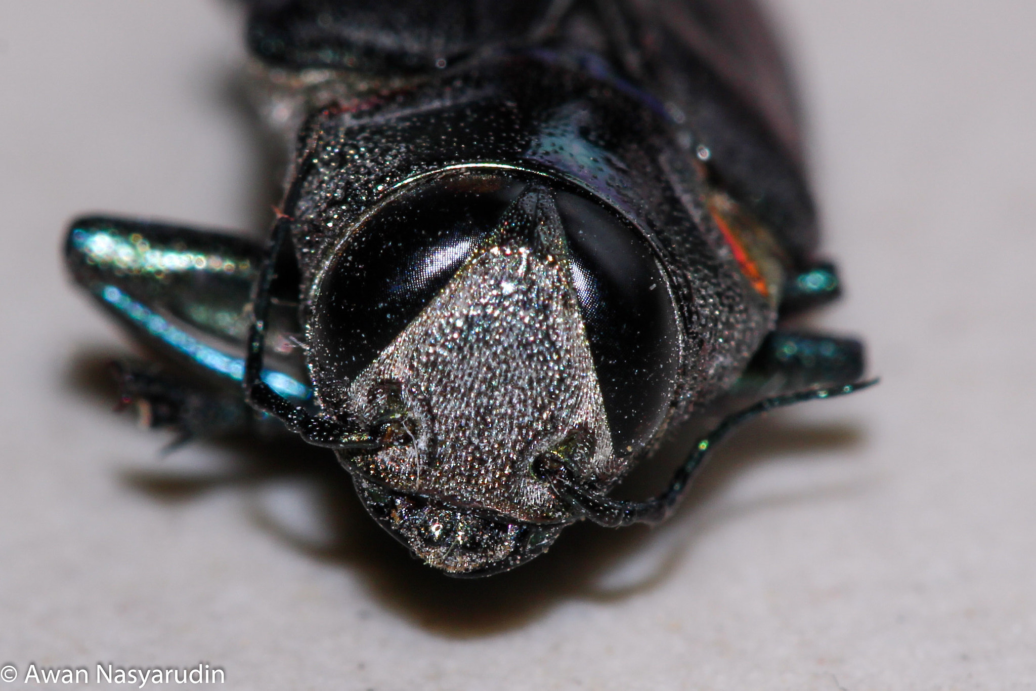 Canon EOS 100D (EOS Rebel SL1 / EOS Kiss X7) sample photo. Fallen photography