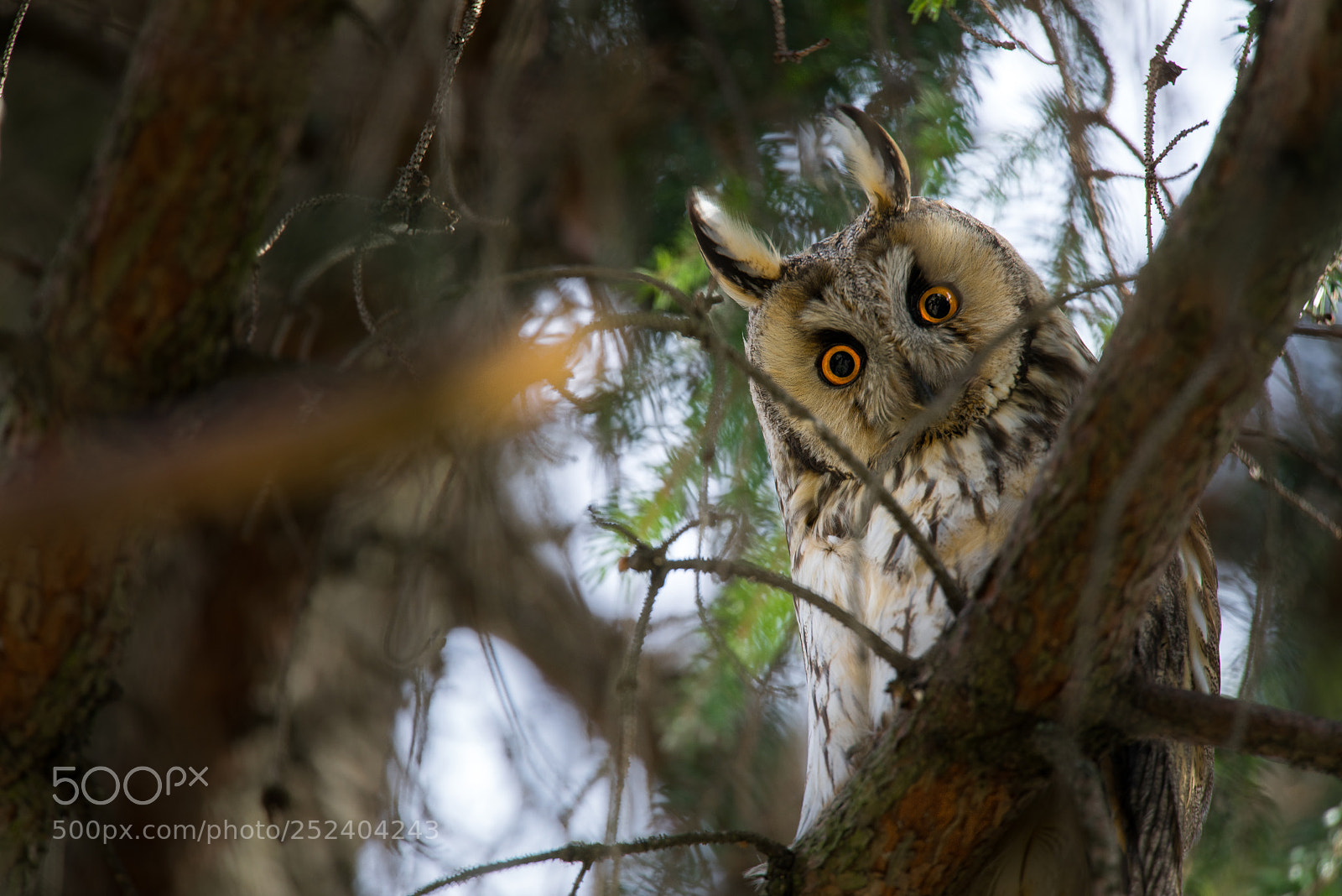 Sony a7R sample photo. Asio otus, wild owl photography