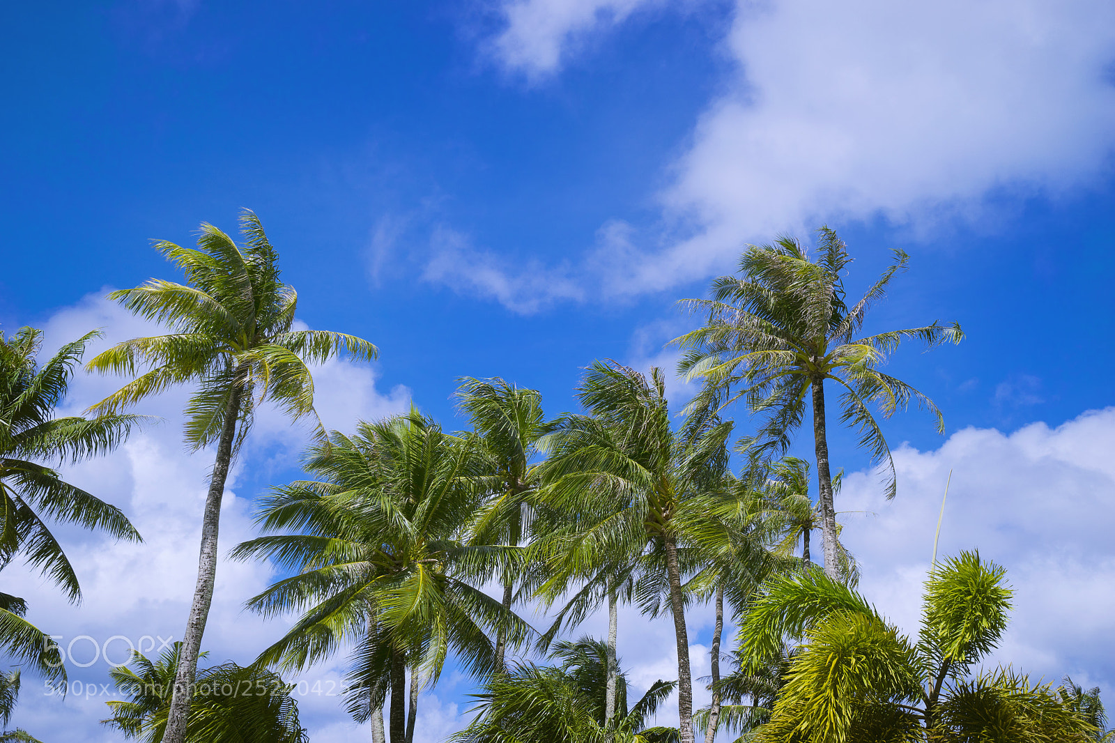 Sony a7 sample photo. Green roof photography