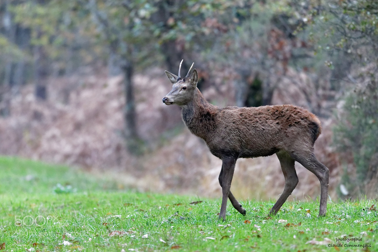 Canon EOS 7D Mark II sample photo. Daguet  cerf elaphe photography