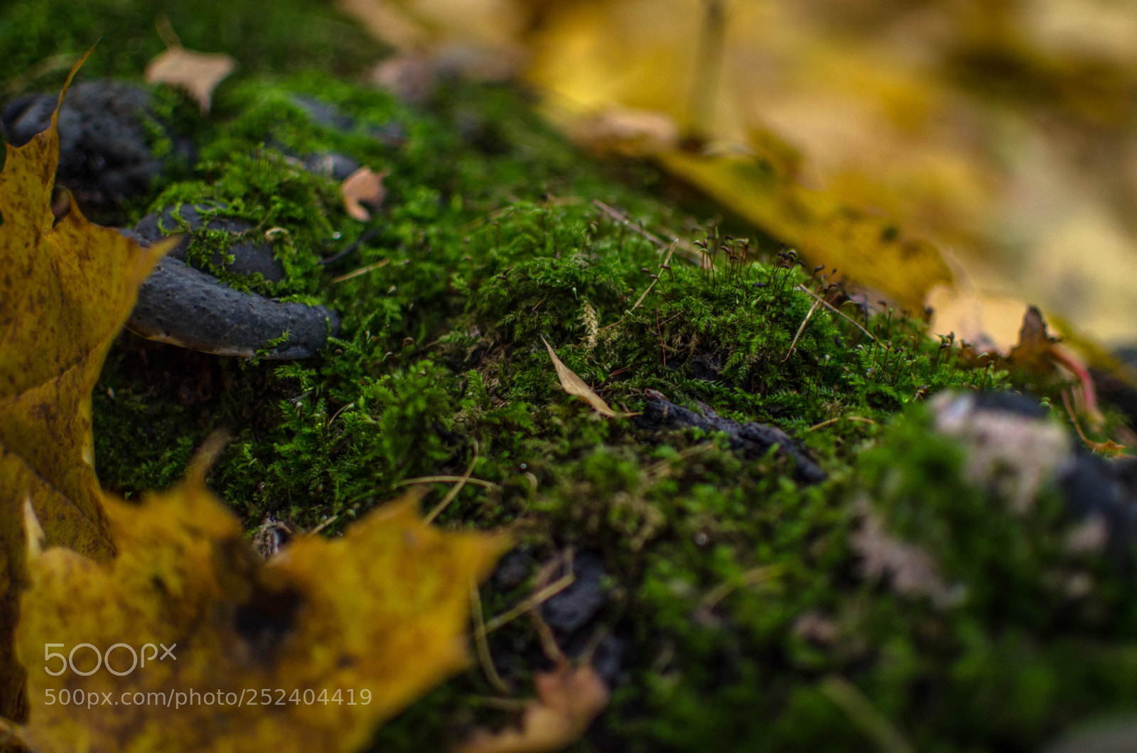 Nikon D7000 sample photo. Autumn colors photography