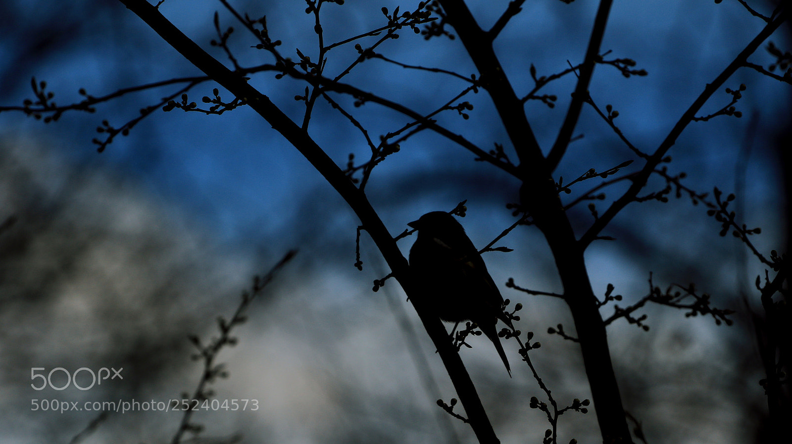 Canon EOS 7D Mark II sample photo. Nigt and the bird photography