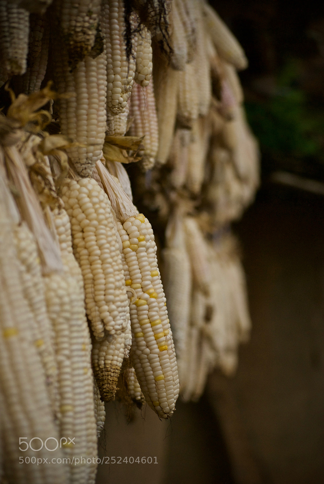 Nikon D60 sample photo. This season's harvest photography