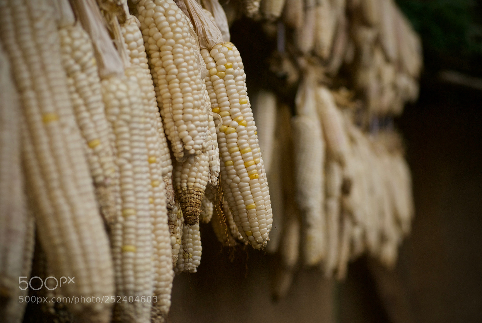 Nikon D60 sample photo. This season's harvest photography
