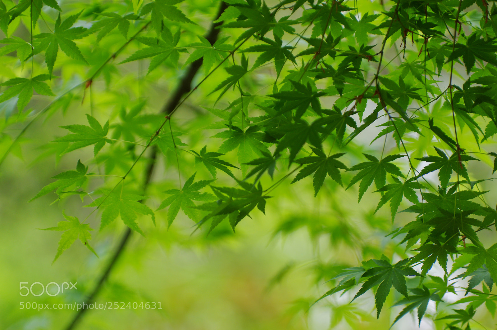 Pentax K-3 II sample photo. Untitled photography