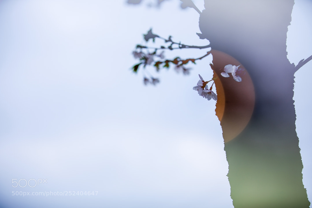Canon EOS 5D Mark IV sample photo. Batch za photography