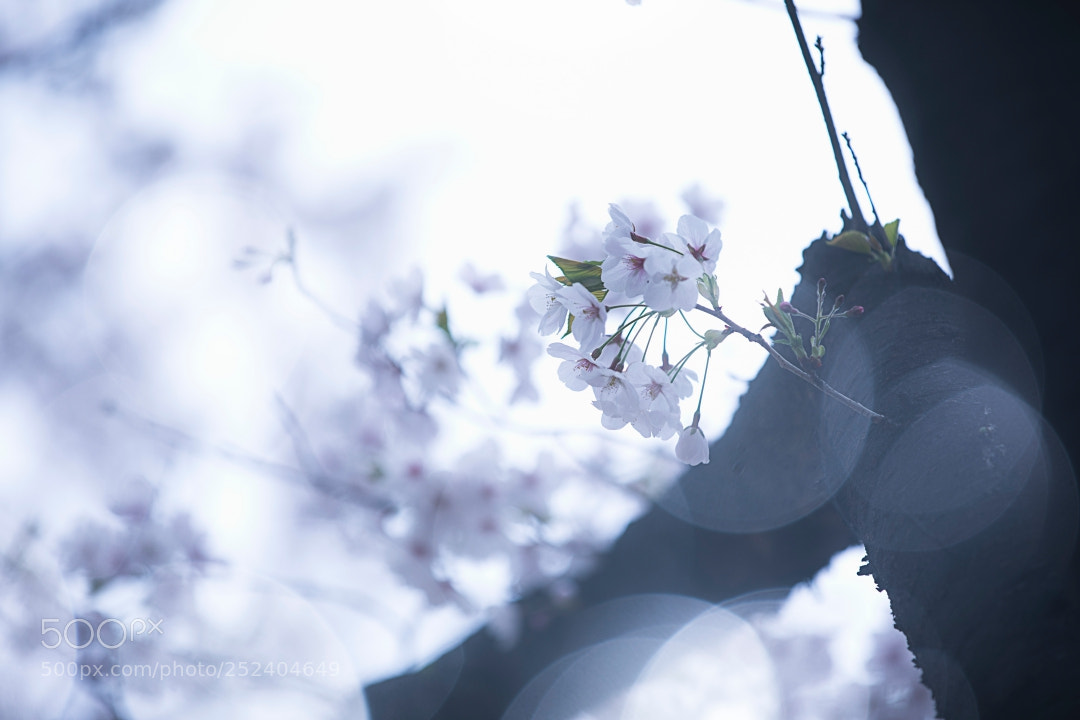 Canon EOS 5D Mark IV sample photo. Batch za photography