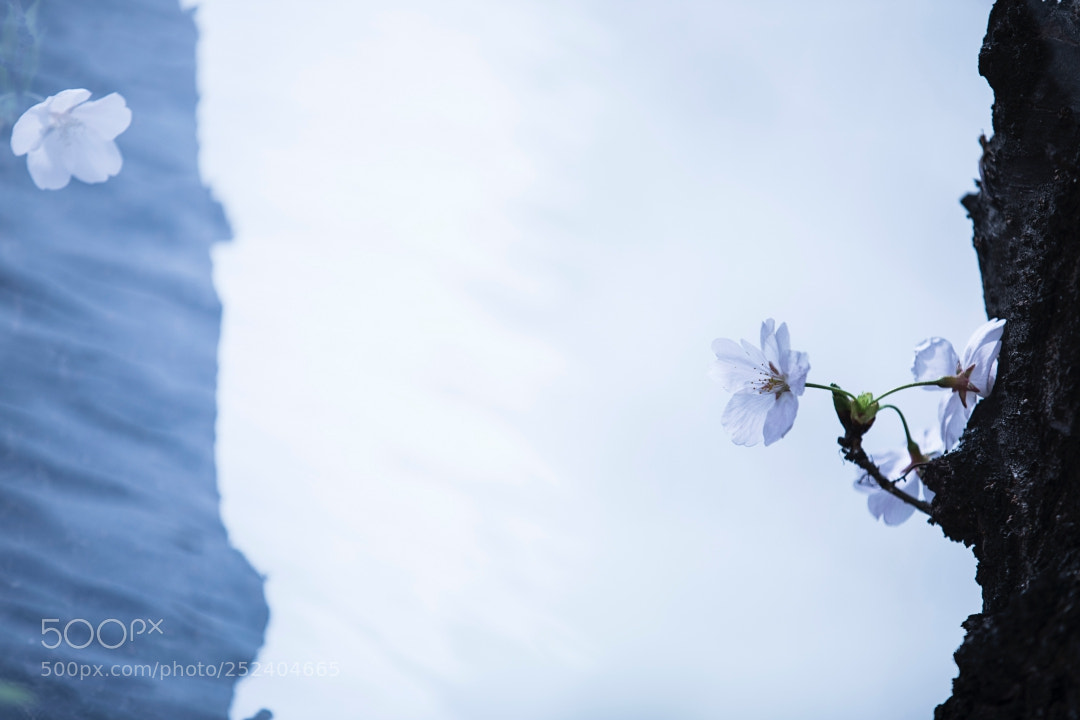 Canon EOS 5D Mark IV sample photo. Batch za photography