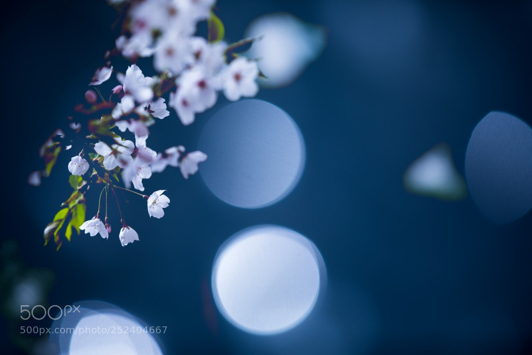 Canon EOS 5D Mark IV sample photo. Cherry blossoms. photography
