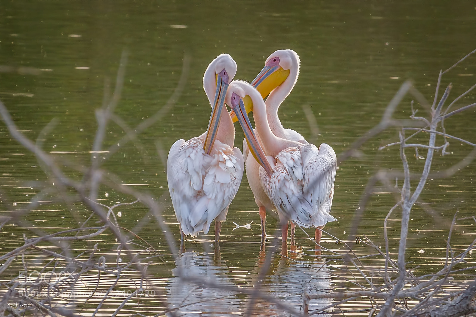Canon EOS 7D sample photo. Pelican photography