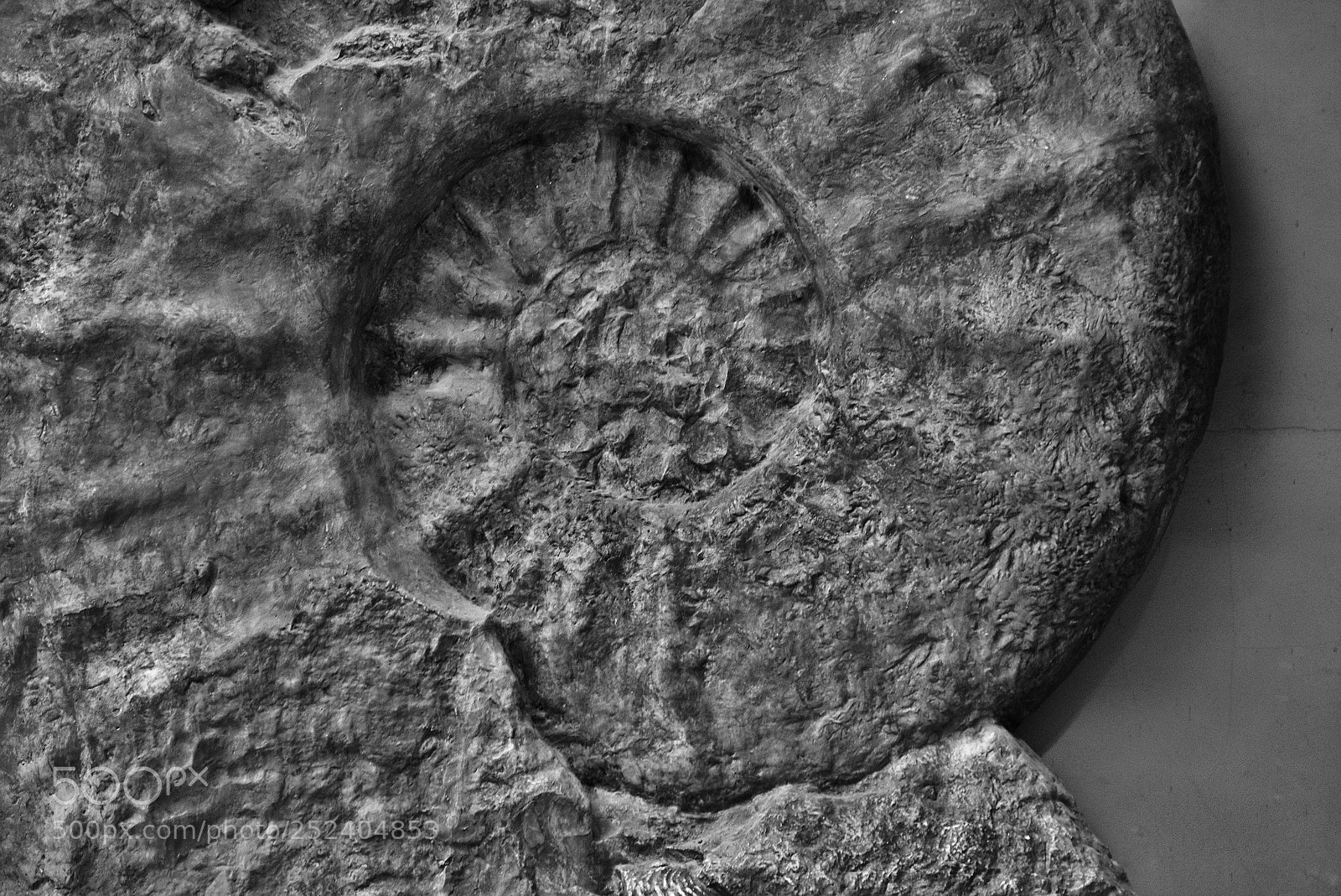 Fujifilm X-T1 sample photo. Fossil photography