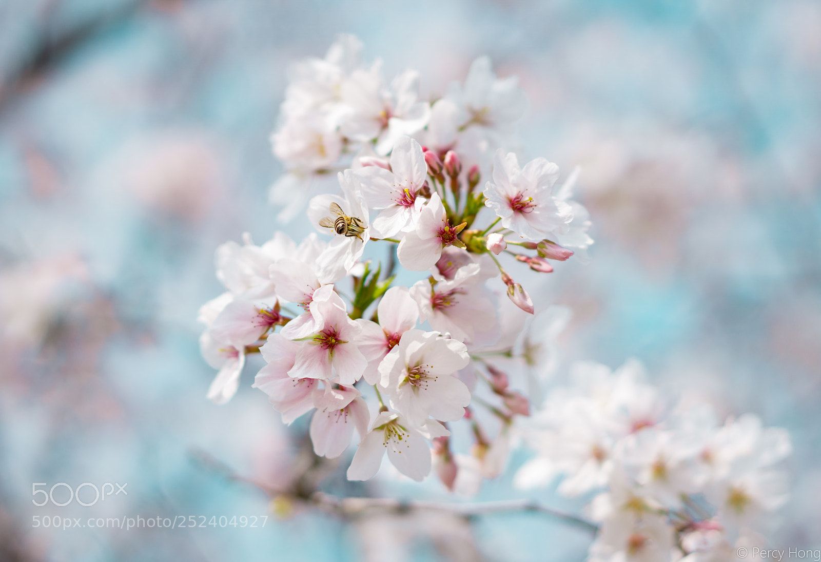 Sony a6000 sample photo. Sakura and bee photography