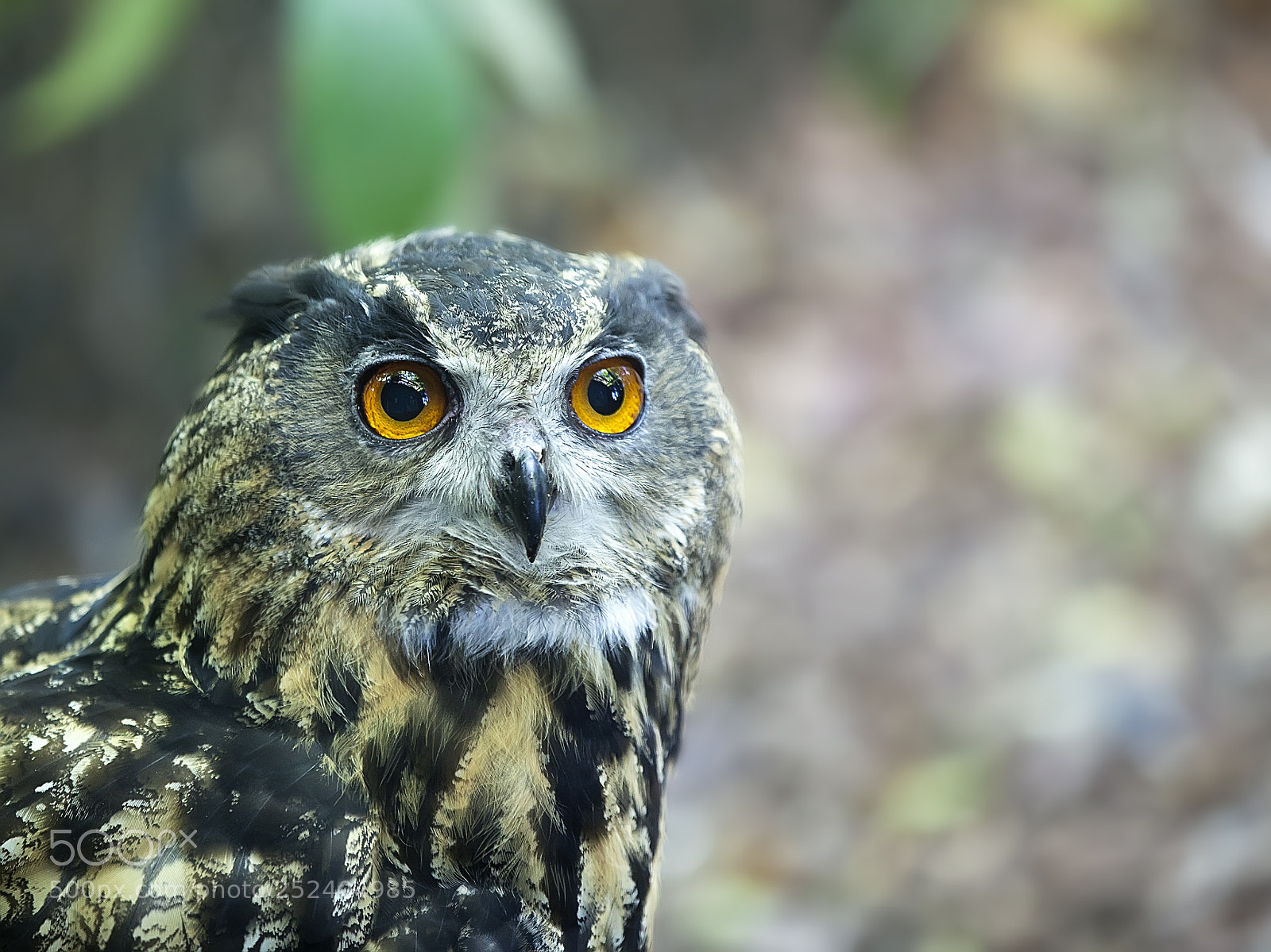 Canon EOS 5D Mark II sample photo. Les yeux du hibou photography