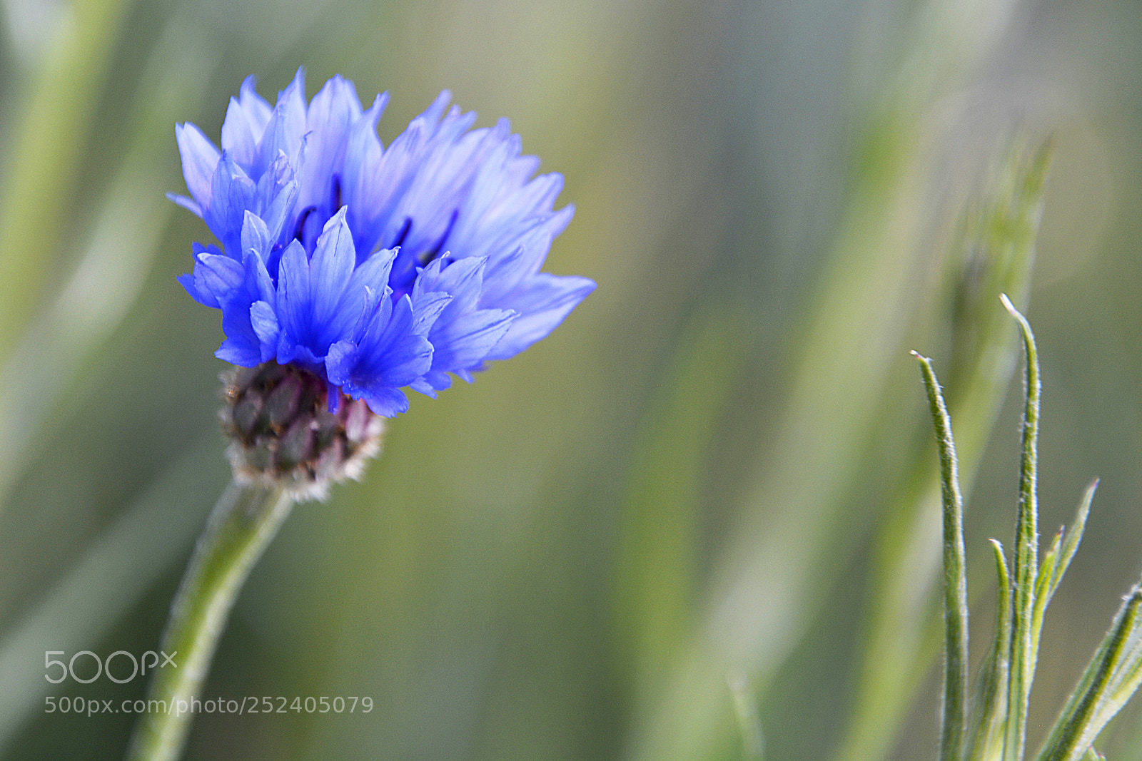 Nikon D5200 sample photo. Unica photography