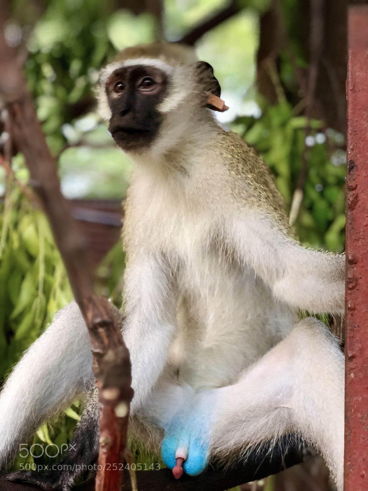 Apple iPhone X sample photo. Blue monkey photography