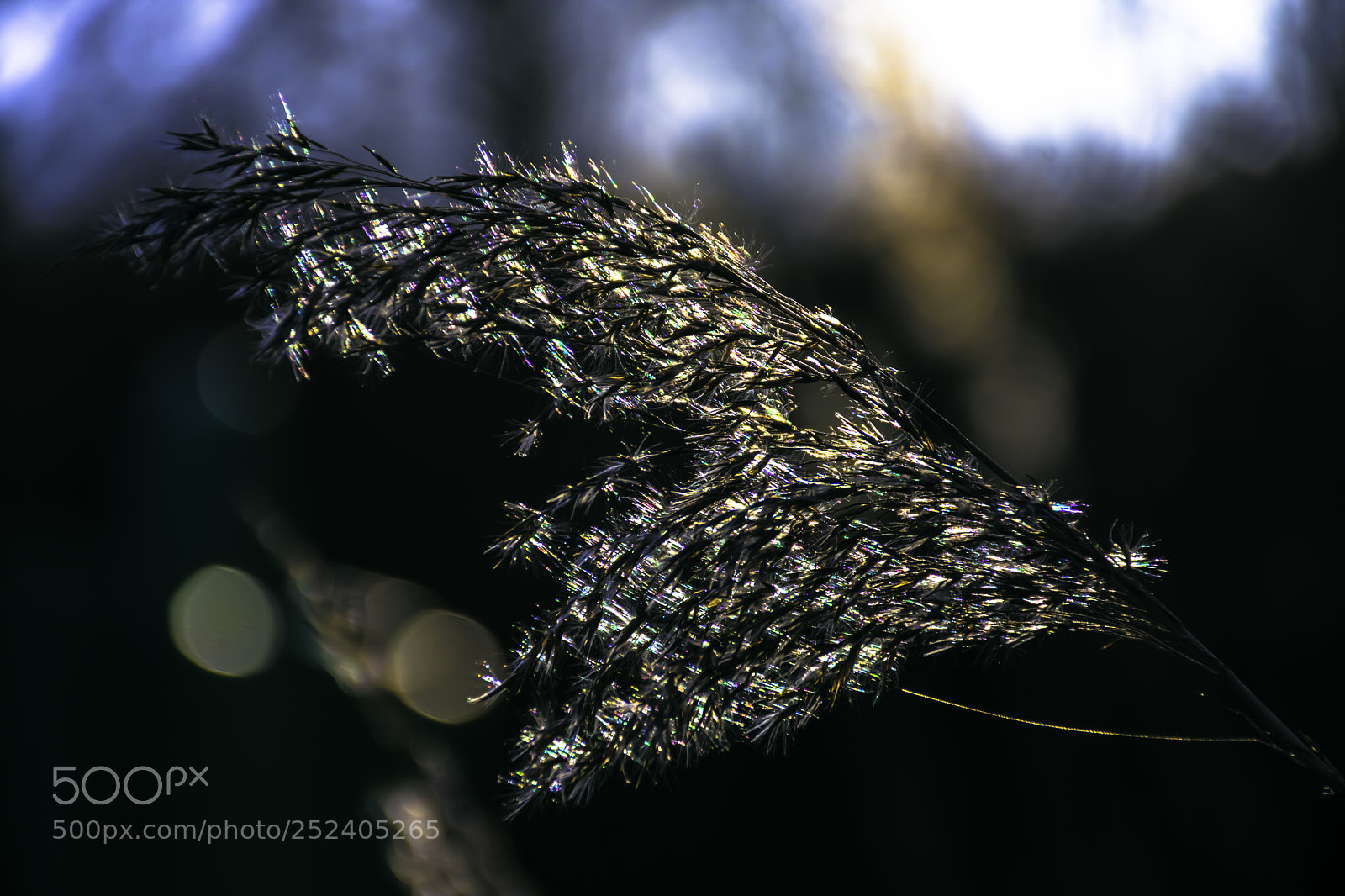 Nikon D7200 sample photo. Breaking the light photography