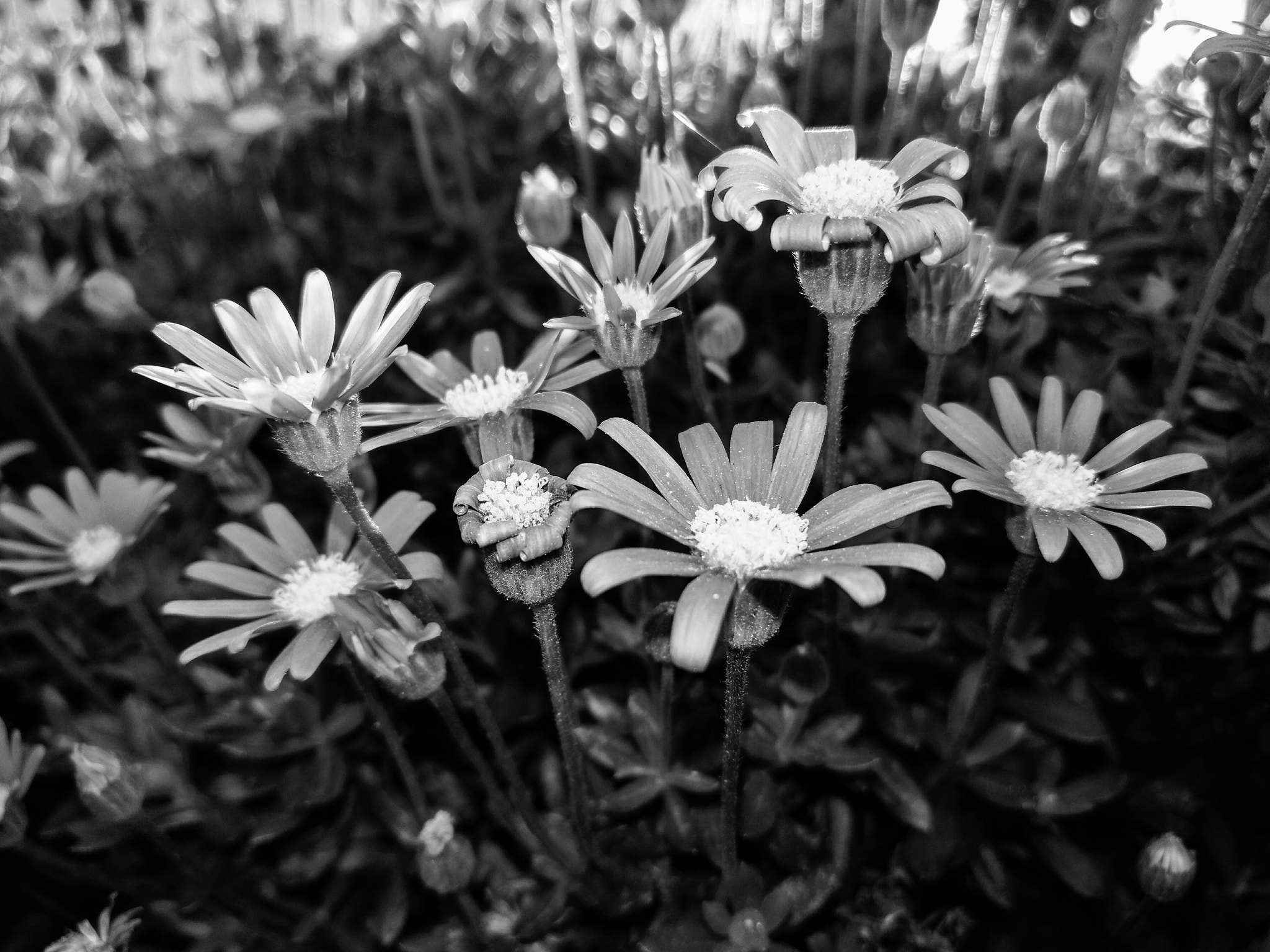 HUAWEI nova plus sample photo. M.g. whiter flower photography