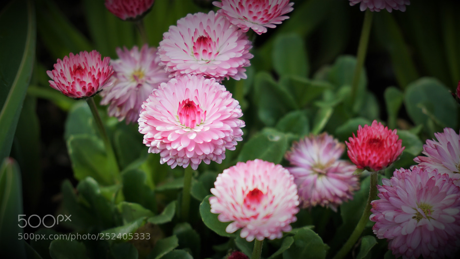 Sony a6000 sample photo. Pink petals photography