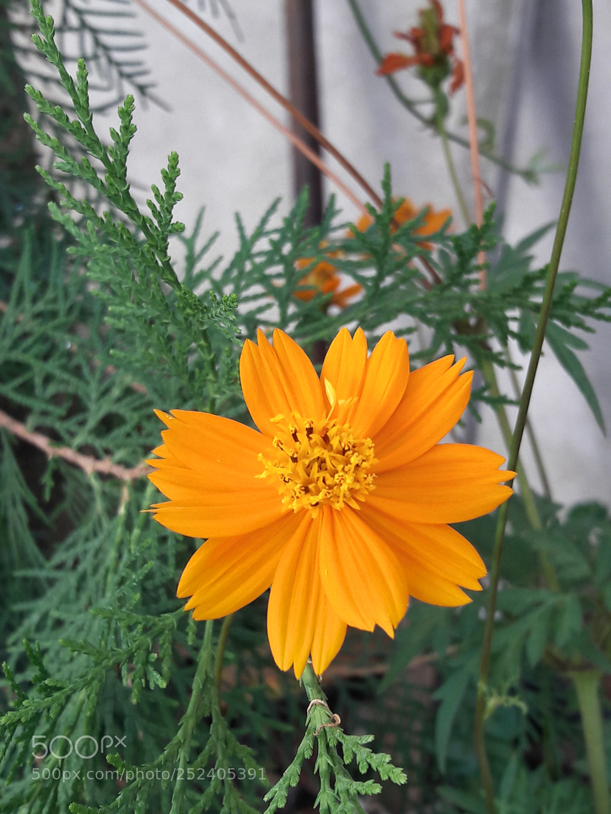 Samsung Galaxy A5(2016) sample photo. Untitled photography