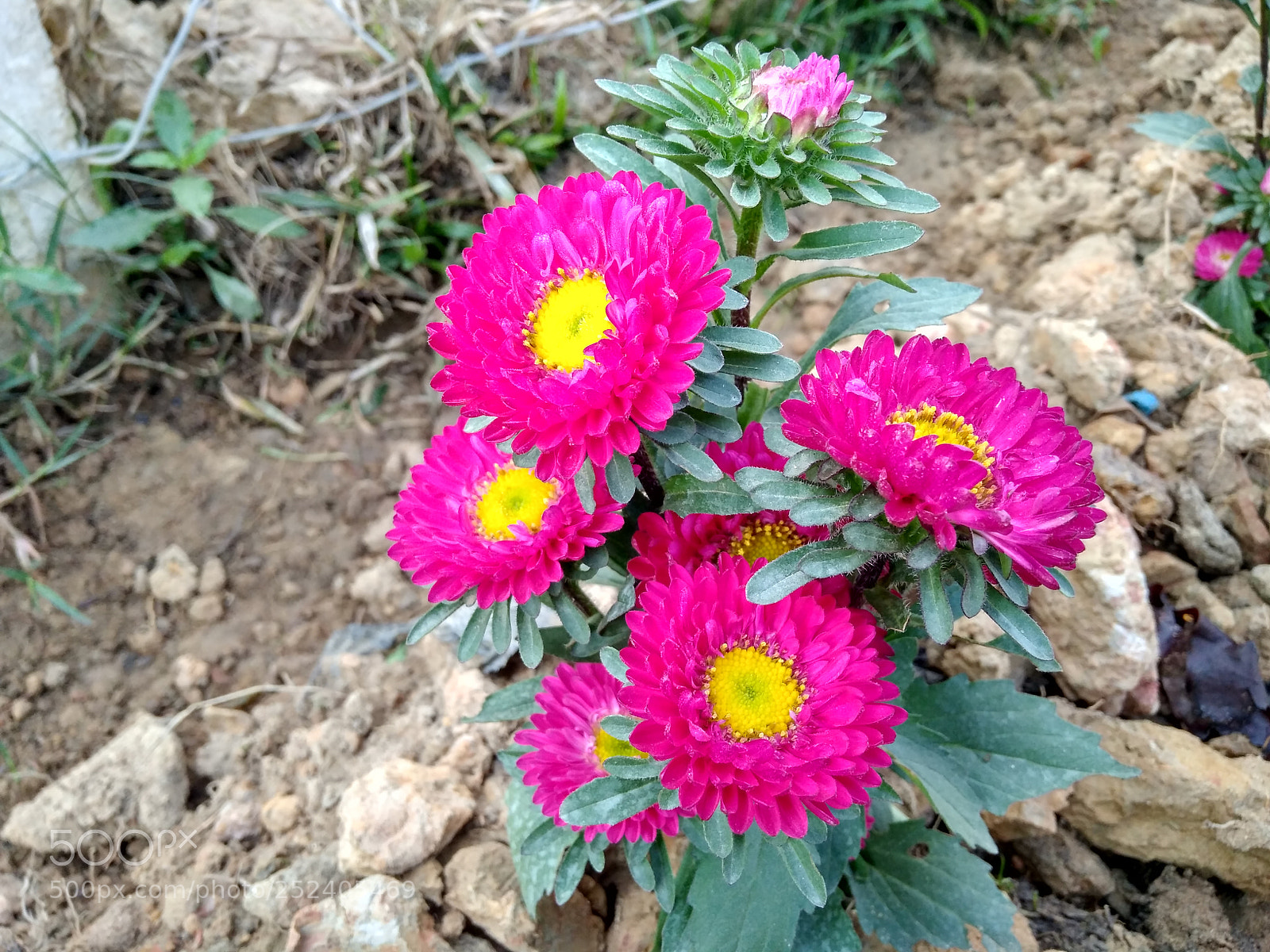 Xiaomi Redmi 4 Pro sample photo. ....natural touch iv.... photography