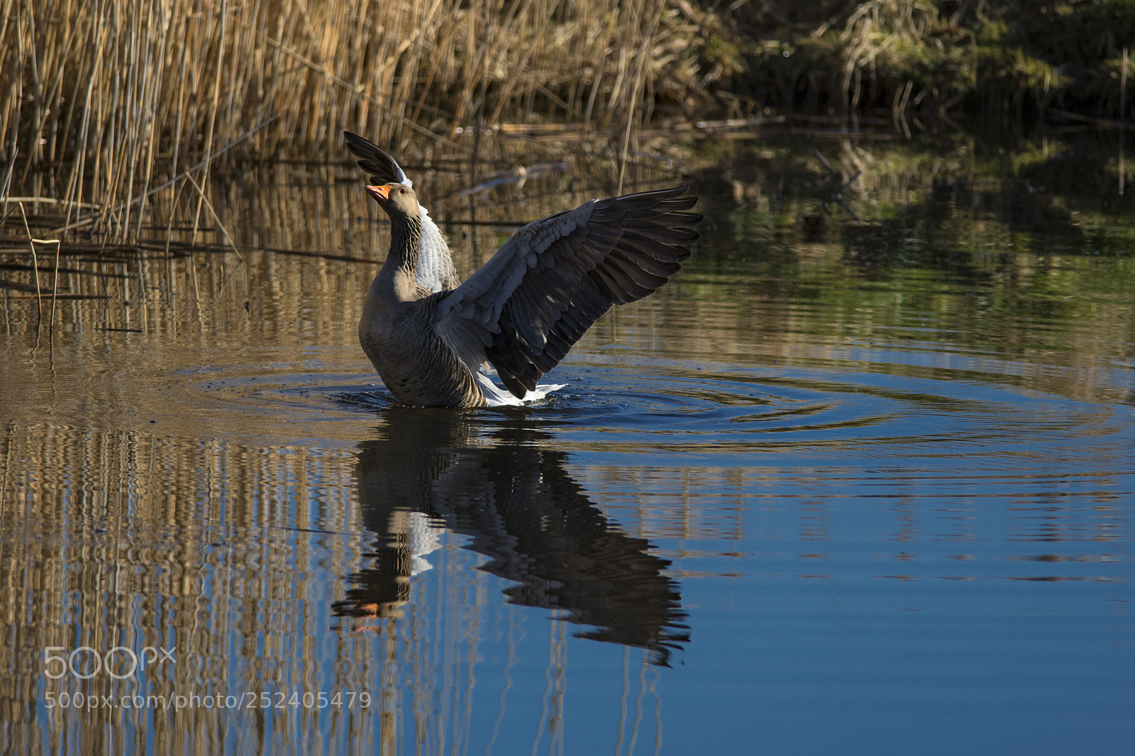 Nikon D850 sample photo. Greylag goose photography