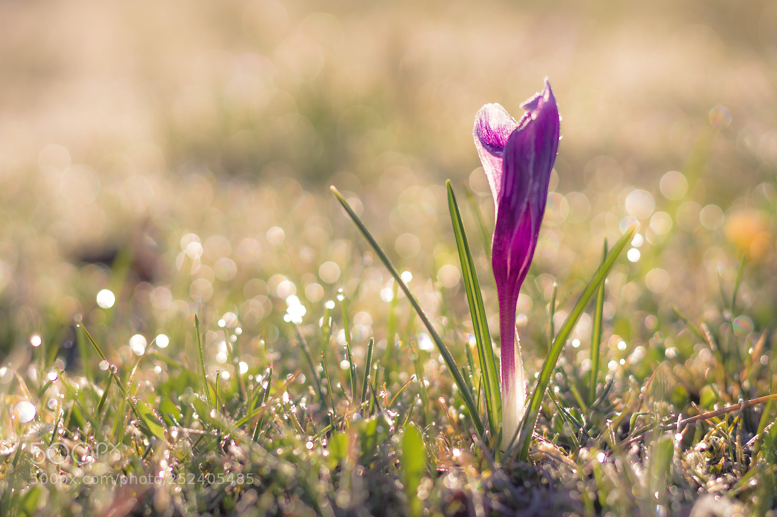 Canon EOS 600D (Rebel EOS T3i / EOS Kiss X5) sample photo. Krokus am morgen photography