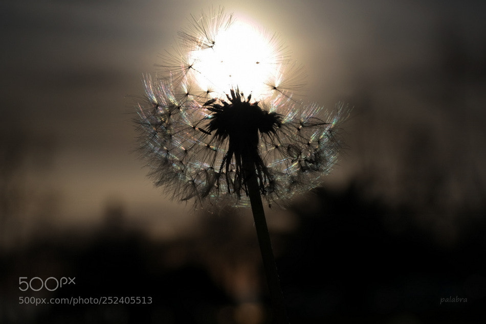Samsung NX300 sample photo. ... photography