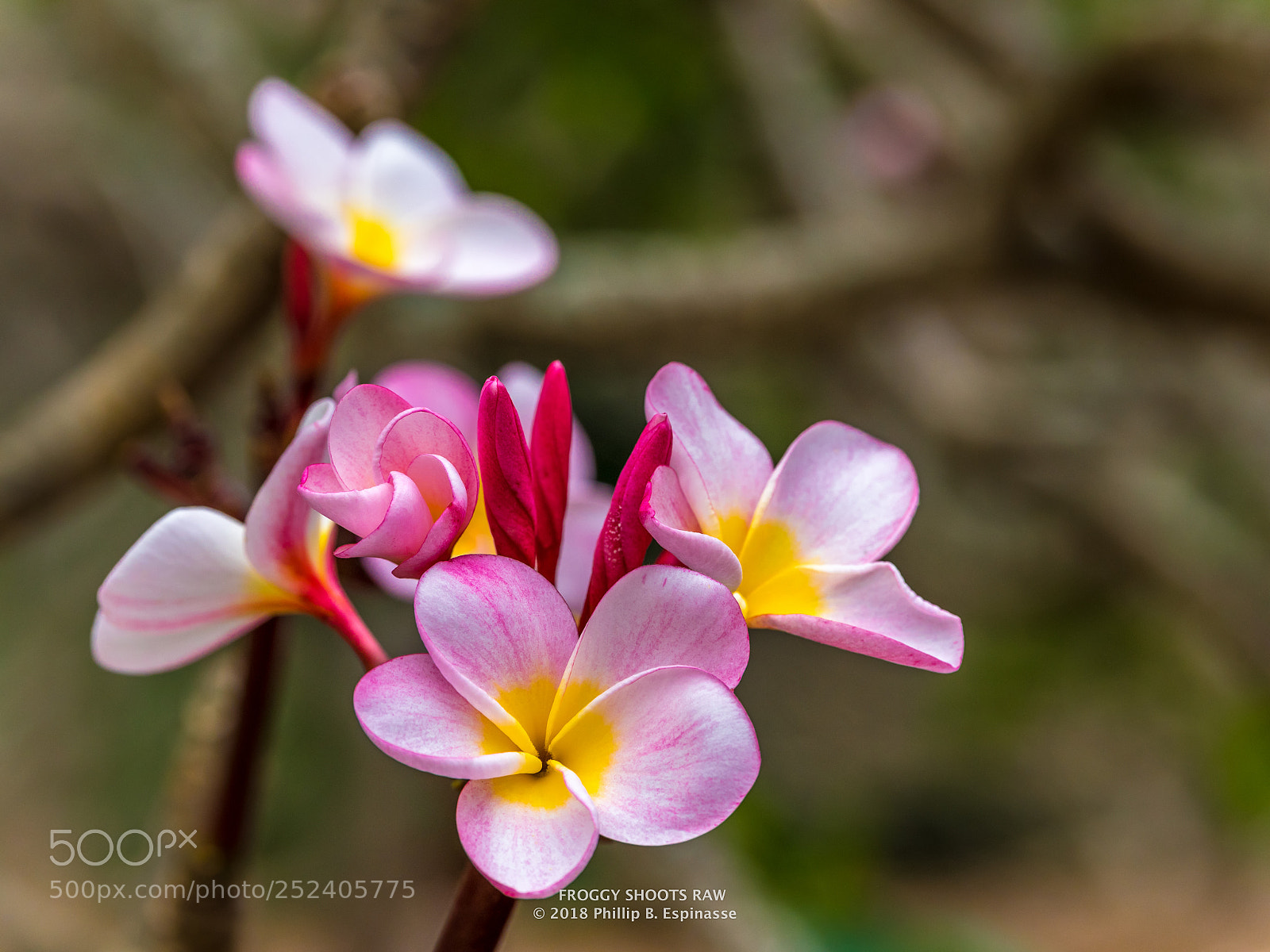 Nikon D750 sample photo. What does the plumeria photography
