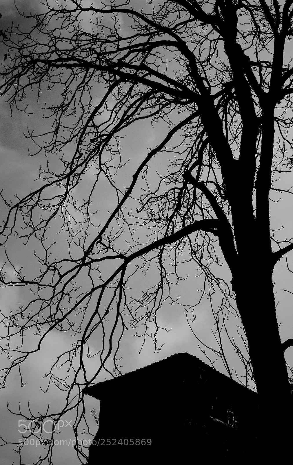 Canon EOS 600D (Rebel EOS T3i / EOS Kiss X5) sample photo. Deciduous photography