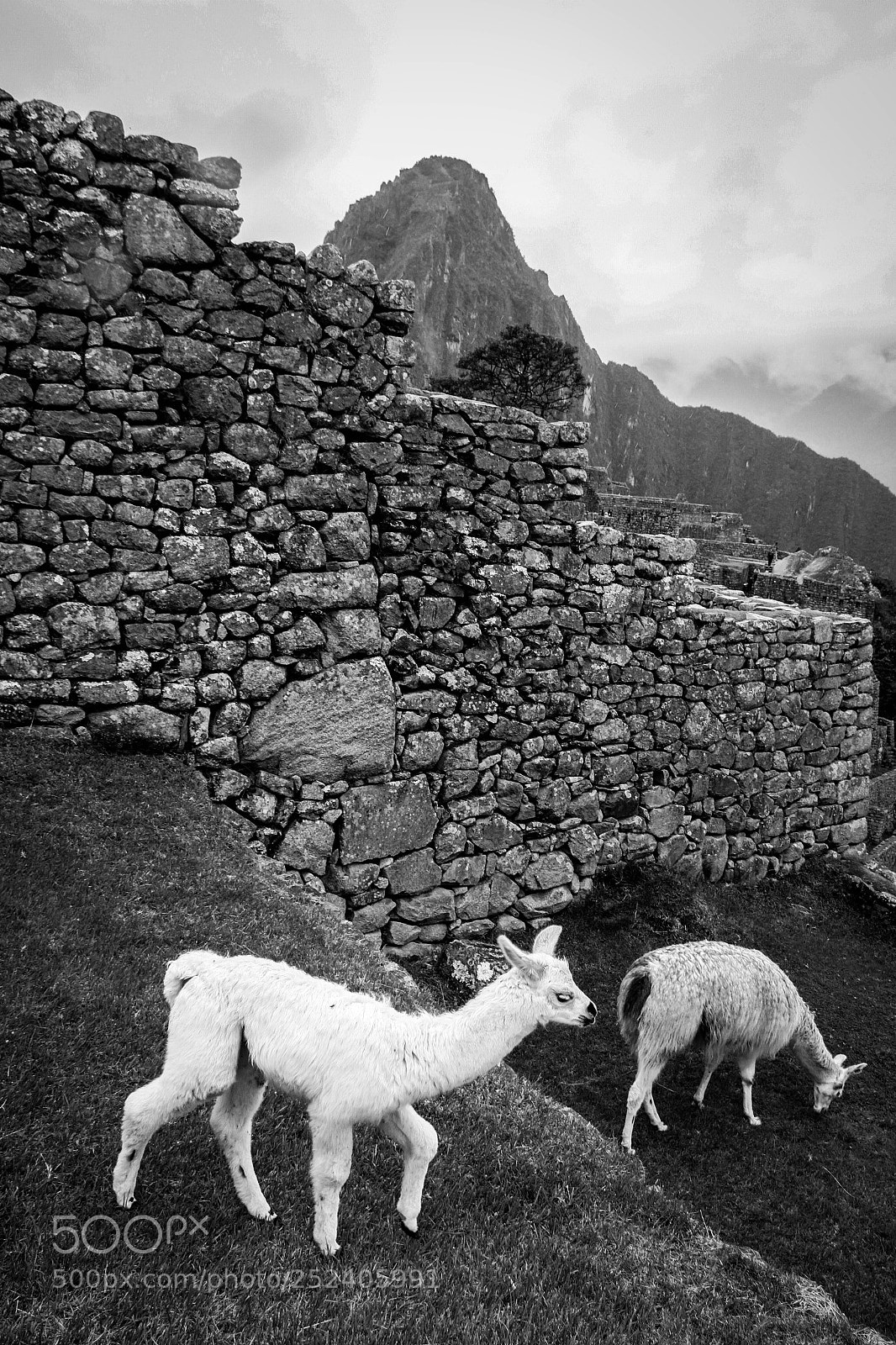 Canon EOS 7D sample photo. Llama life photography