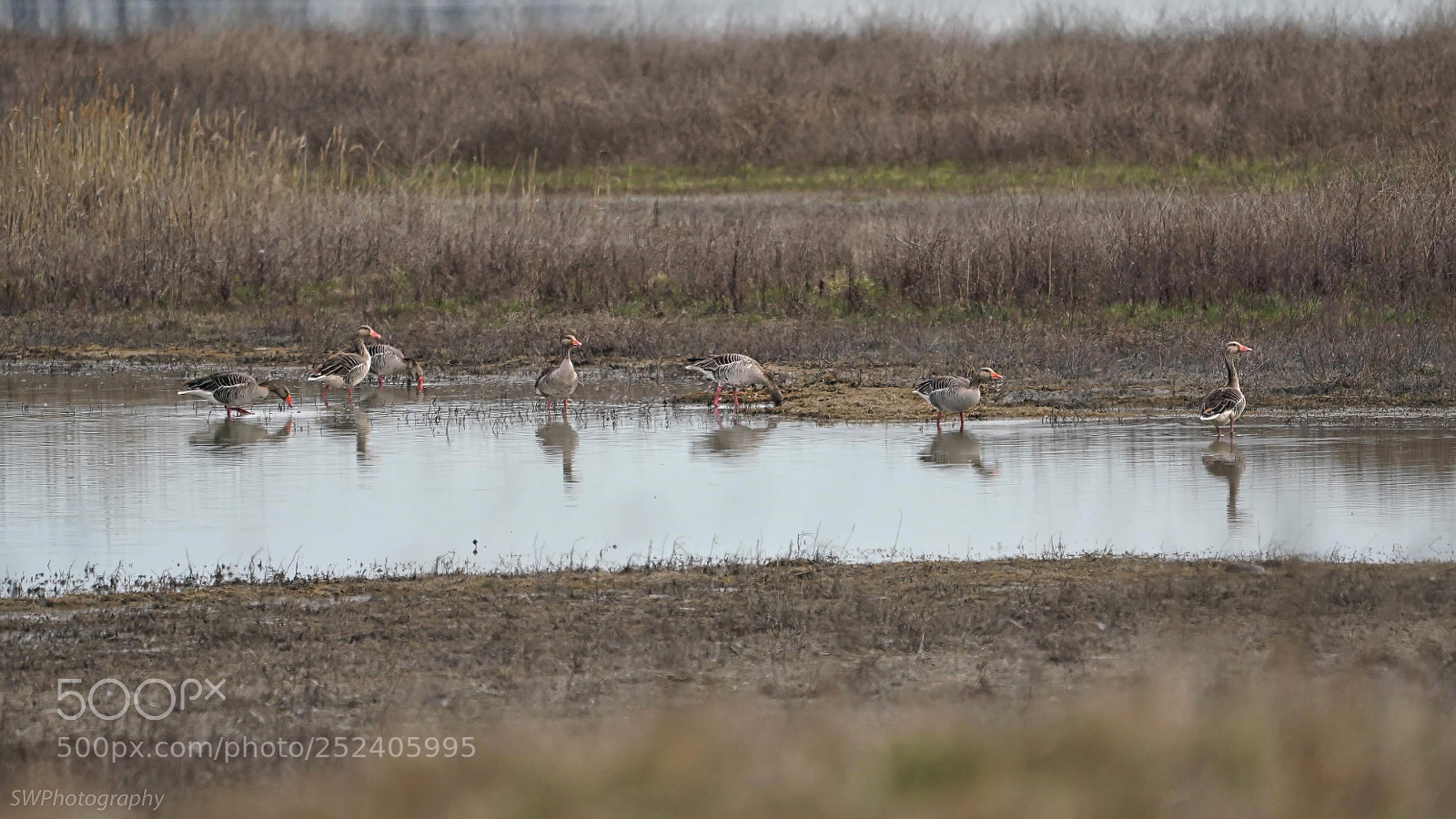 Sony a7R III sample photo. Wild geese at the photography