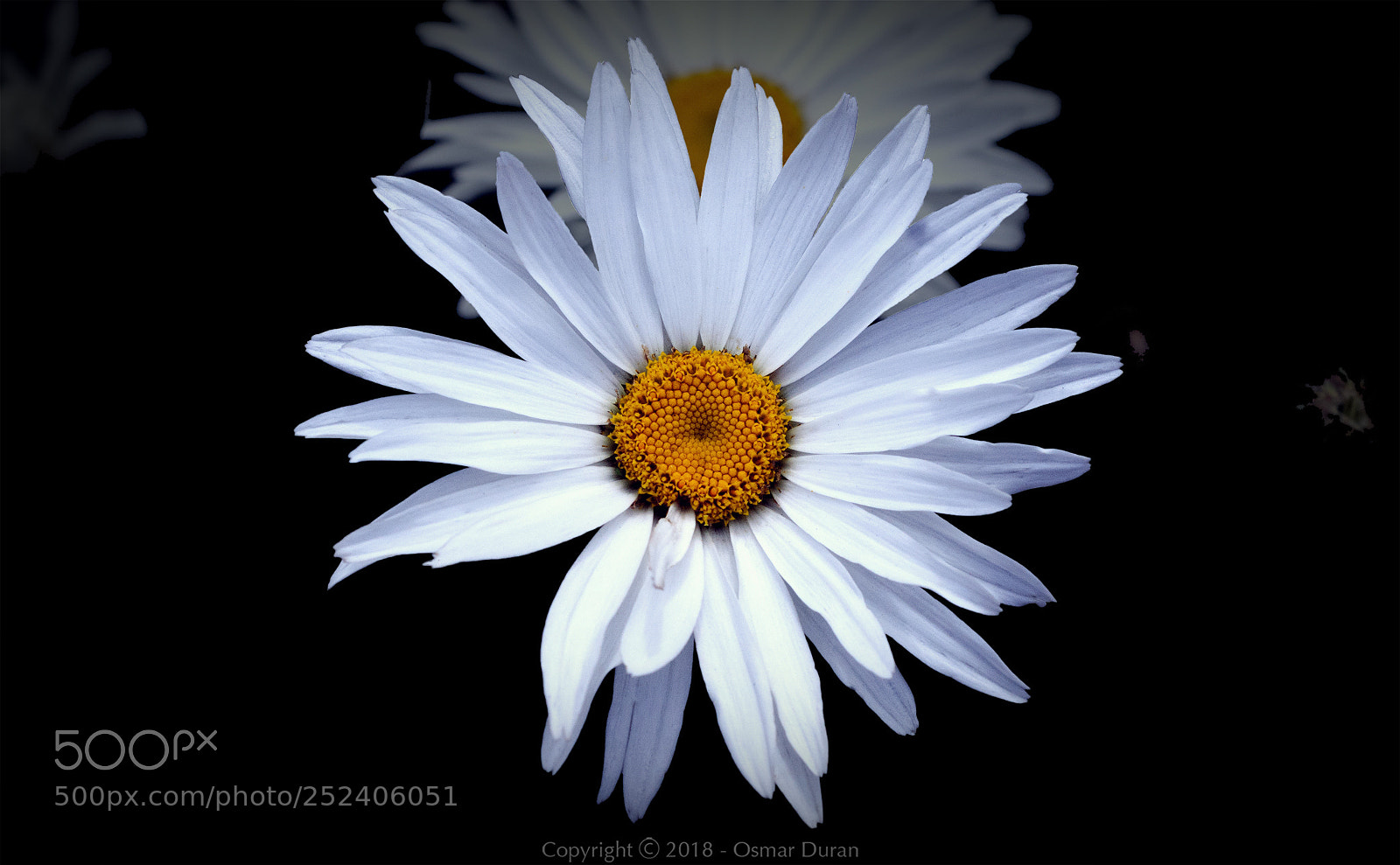 Nikon D300 sample photo. Daisy photography