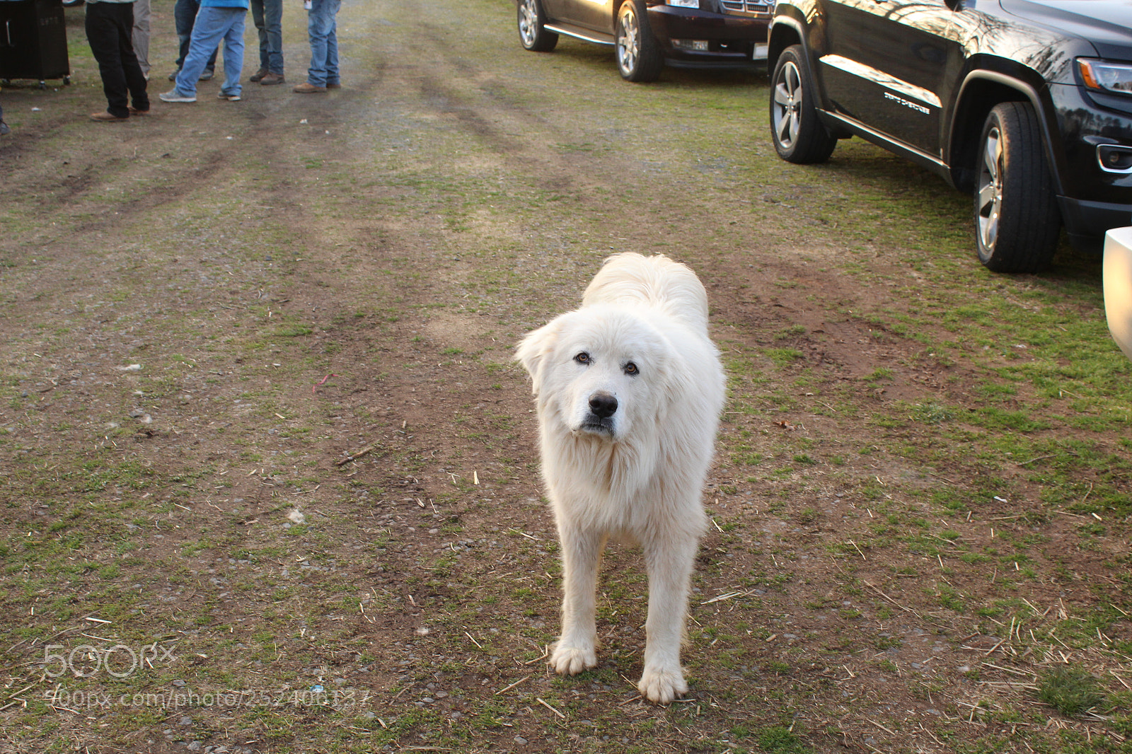 Canon EOS 1300D (EOS Rebel T6 / EOS Kiss X80) sample photo. White dog thinking photography