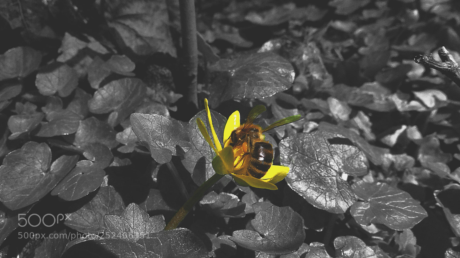 Sony DSC-HX200V sample photo. Bee movie ? photography