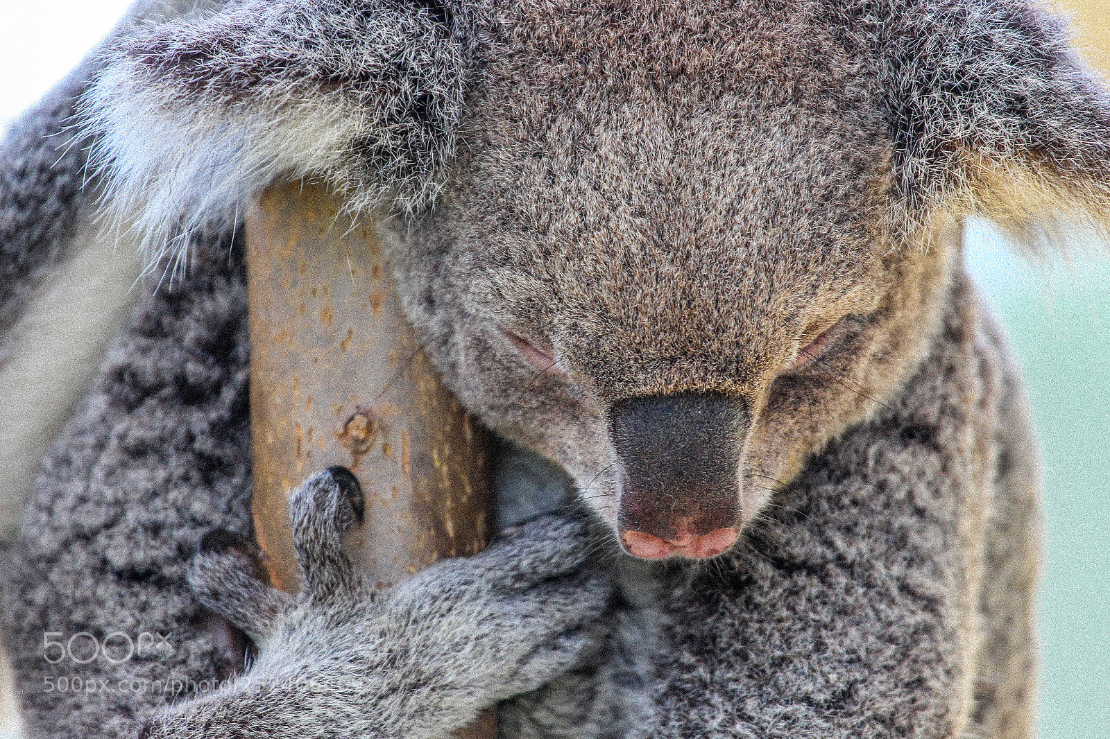 Canon EOS 700D (EOS Rebel T5i / EOS Kiss X7i) sample photo. Koala photography